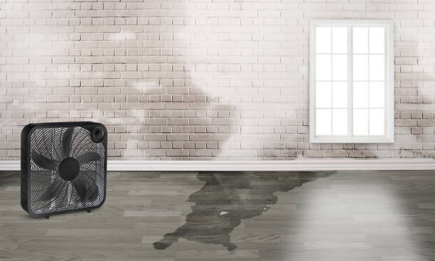 Best Local water damage restoration  in Cypress Gardens, FL