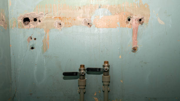Best Mold removal after water damage  in Cypress Gardens, FL